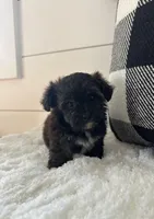 Milo, a male Yorkipoo for sale in North Fairfield, OH – 4 of 4