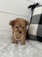 Foxy, a female Yorkipoo for sale in North Fairfield, OH – 3 of 4
