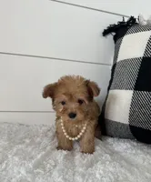 Foxy, a female Yorkipoo for sale in North Fairfield, OH – 4 of 4