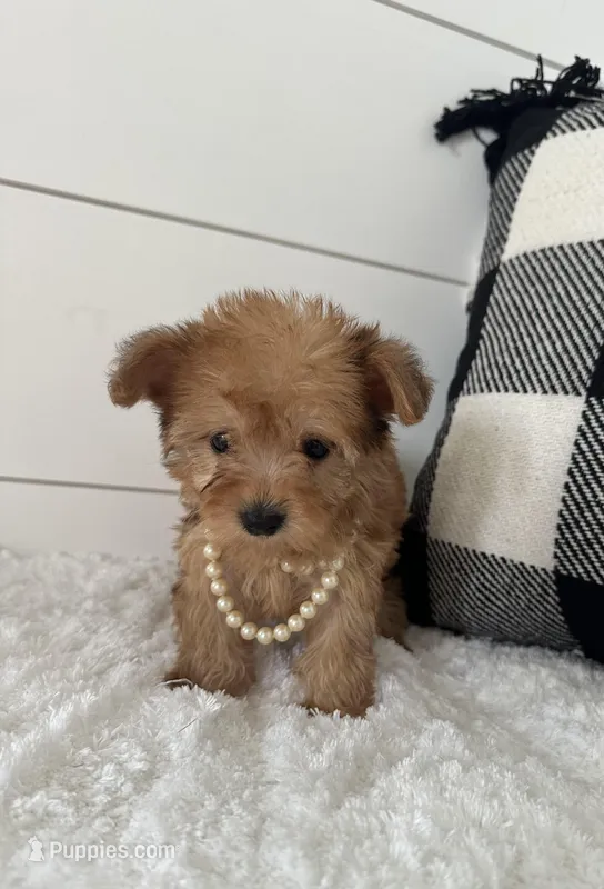 Foxy – Yorkipoo puppy for sale in North Fairfield, OH