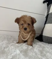 Foxy, a female Yorkipoo for sale in North Fairfield, OH – 2 of 4