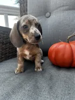 Winston, a male Miniature Dachshund for sale in North Fairfield, OH – 5 of 7