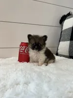 Rocky, a male Pomeranian for sale in North Fairfield, OH – 2 of 3