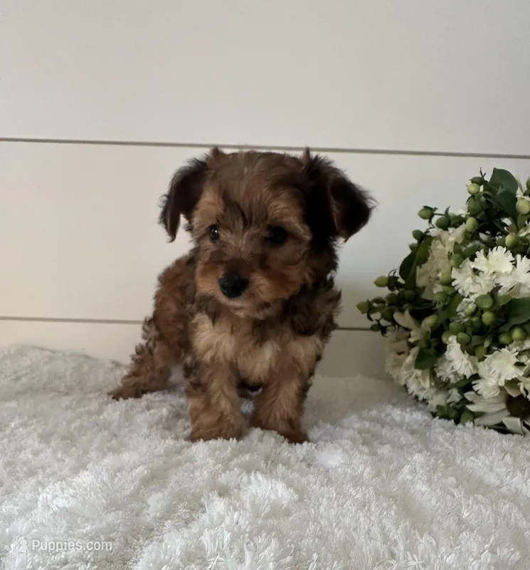 Teddy – Yorkipoo puppy for sale in North Fairfield, OH
