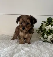 Teddy, a male Yorkipoo for sale in North Fairfield, OH – 1 of 4