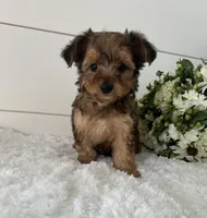 Teddy, a male Yorkipoo for sale in North Fairfield, OH – 2 of 4
