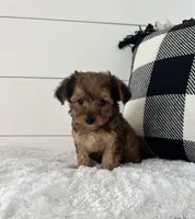 Teddy, a male Yorkipoo for sale in North Fairfield, OH – 3 of 4