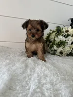 Teddy, a male Yorkipoo for sale in North Fairfield, OH – 4 of 4