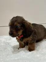 Sage, a female Miniature Dachshund for sale in North Fairfield, OH – 4 of 5