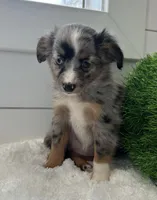 Iris, a female Miniature American Shepherd for sale in North Fairfield, OH – Photo 1 of 4