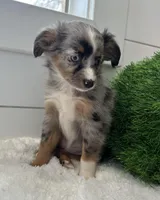 Iris, a female Miniature American Shepherd for sale in North Fairfield, OH – Photo 4 of 4