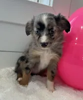 Iris, a female Miniature American Shepherd for sale in North Fairfield, OH – Photo 2 of 4