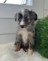 Iris, a female Miniature American Shepherd for sale in North Fairfield, OH – Photo 3 of 4