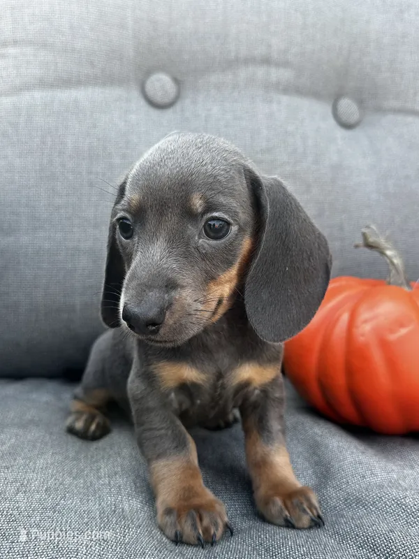 Tucker – Miniature Dachshund puppy for sale in North Fairfield, OH