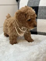 Penny, a female Poodle - Miniature  for sale in North Fairfield, OH – 3 of 6