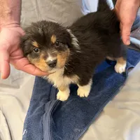 Miles, a male Australian Shepherd for sale in Sand Lake, MI – Photo 2 of 5