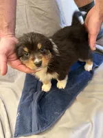 Miles, a male Australian Shepherd for sale in Sand Lake, MI – Photo 2 of 6