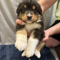 Miles, a male Australian Shepherd for sale in Sand Lake, MI – Photo 1 of 5