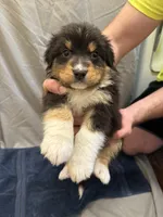 Miles, a male Australian Shepherd for sale in Sand Lake, MI – Photo 1 of 6