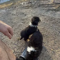 Miles, a male Australian Shepherd for sale in Sand Lake, MI – Photo 4 of 5