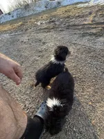 Miles, a male Australian Shepherd for sale in Sand Lake, MI – Photo 6 of 6