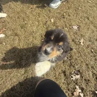 Miles, a male Australian Shepherd for sale in Sand Lake, MI – Photo 5 of 5