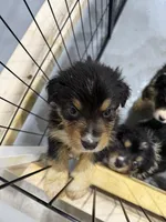 Miles, a male Australian Shepherd for sale in Sand Lake, MI – Photo 4 of 6