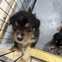 Miles, a male Australian Shepherd for sale in Sand Lake, MI – Photo 3 of 5