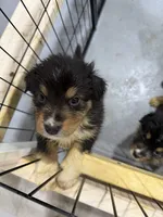 Miles, a male Australian Shepherd for sale in Sand Lake, MI – Photo 3 of 6