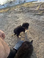 Miles, a male Australian Shepherd for sale in Sand Lake, MI – Photo 5 of 6