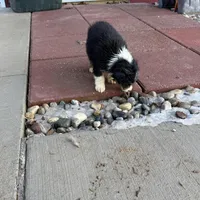 Pretty girl, a female Australian Shepherd for sale in Sand Lake, MI – Photo 6 of 7