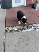 Pretty girl, a female Australian Shepherd for sale in Sand Lake, MI – Photo 6 of 7