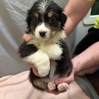 Pretty girl, a female Australian Shepherd for sale in Sand Lake, MI – Photo 3 of 7