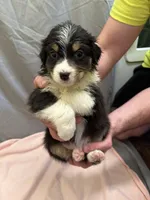 Pretty girl, a female Australian Shepherd for sale in Sand Lake, MI – Photo 3 of 7