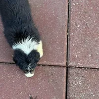 Pretty girl, a female Australian Shepherd for sale in Sand Lake, MI – Photo 7 of 7