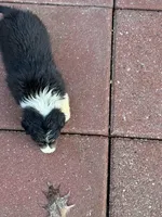 Pretty girl, a female Australian Shepherd for sale in Sand Lake, MI – Photo 7 of 7