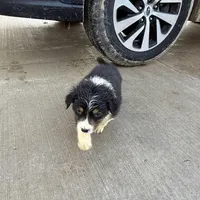 Pretty girl, a female Australian Shepherd for sale in Sand Lake, MI – Photo 4 of 7