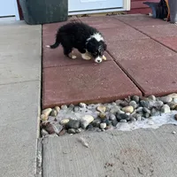 Pretty girl, a female Australian Shepherd for sale in Sand Lake, MI – Photo 5 of 7
