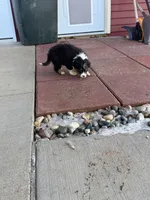 Pretty girl, a female Australian Shepherd for sale in Sand Lake, MI – Photo 5 of 7