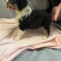 Pretty girl, a female Australian Shepherd for sale in Sand Lake, MI – Photo 2 of 7