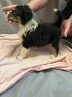 Pretty girl, a female Australian Shepherd for sale in Sand Lake, MI – Photo 2 of 7