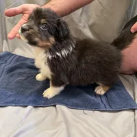 Harlow, a male Australian Shepherd for sale in Sand Lake, MI – Photo 3 of 3