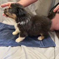 Harlow, a male Australian Shepherd for sale in Sand Lake, MI – Photo 2 of 3