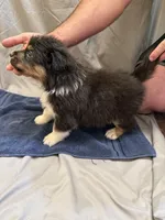 Harlow, a male Australian Shepherd for sale in Sand Lake, MI – Photo 2 of 3