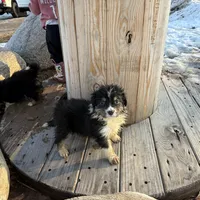 Willow, a female Australian Shepherd for sale in Sand Lake, MI – Photo 6 of 9