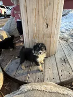 Willow, a female Australian Shepherd for sale in Sand Lake, MI – Photo 6 of 9