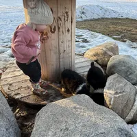 Willow, a female Australian Shepherd for sale in Sand Lake, MI – Photo 7 of 9