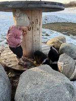 Willow, a female Australian Shepherd for sale in Sand Lake, MI – Photo 7 of 9