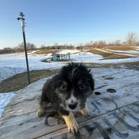 Willow, a female Australian Shepherd for sale in Sand Lake, MI – Photo 5 of 9