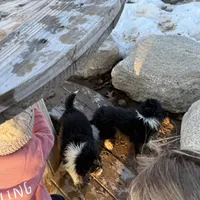 Willow, a female Australian Shepherd for sale in Sand Lake, MI – Photo 8 of 9
